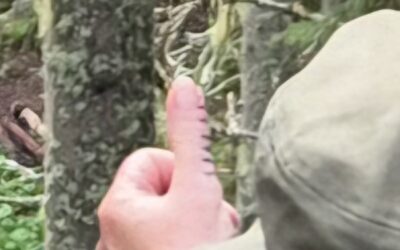 Nota Comité Técnico IFAA sobre ayudas en estilos sin visor